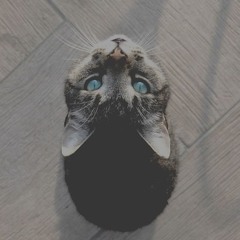 Kitten Love Techno (Free Download)
