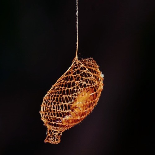 State Of Decay