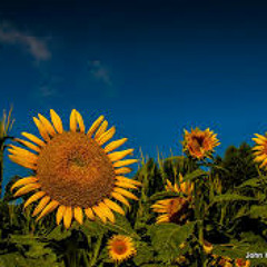 Jordan - Sunflower (cover) by Tria