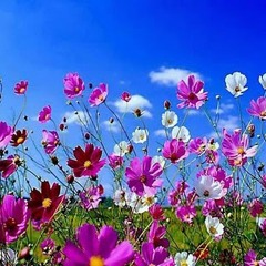 آشکار نهان ...سینا سرلک