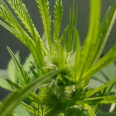 Fatboi ft.ebotheplug