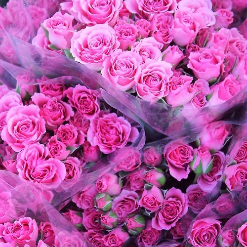 꽃잎이 내리다 (The Flower Petals Fall)