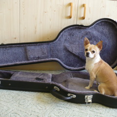 Bon Jovi - Livin On A Player (beginner guitar cover)