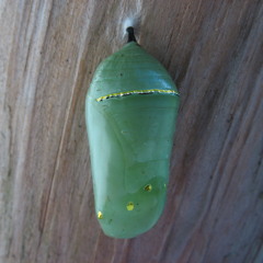 IV. Chrysalis