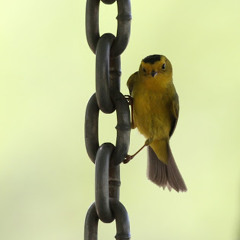 Azaiez Yacine - Op.Ression