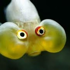 Jad & The - All The Other Djs Laugh At My Fish