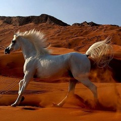 مرثيــة مالك بن الريب بصوت الشاعر جمال الصليعي