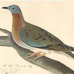 The Day the Passenger Pigeons Came to Hartfordshire