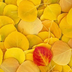 Selected Mixes Fall 2014