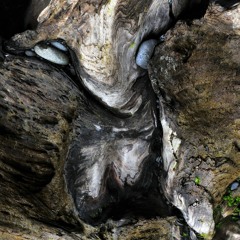 08 Anticipating The Acute