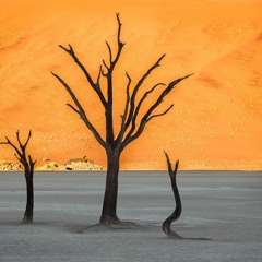 The Sands Of Namib