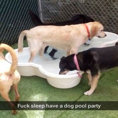 i just wanna get paid to pet dogs
