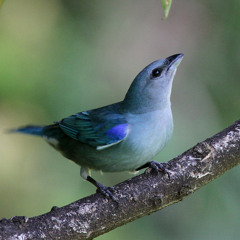 Composición en la Sala de pájaros 17:32-17:40