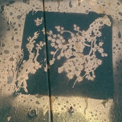 Kitty kitty whiskey whisper