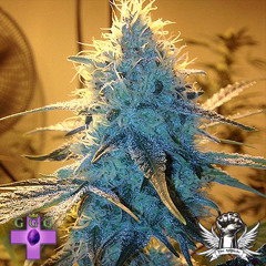 02 Sonic Bloom Track 2