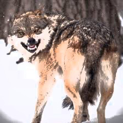 Run To The Wolf [155Bpm] Free Download