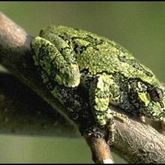 Hyla Versicolor