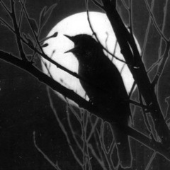 kusturius - the song fly like a bird (cut)