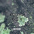 Artwork for Cadenza Podcast | 132 - CLiVe (Cycle)