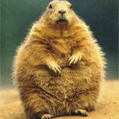 Groundhogs Digestion
