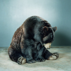 Fragilebear