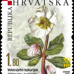 Gazirana riba - Kukurijek