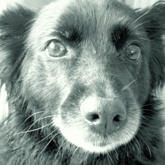 Millie (Acoustic Instrumental)