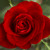 Artwork for The Rose -Bette Midler Cover