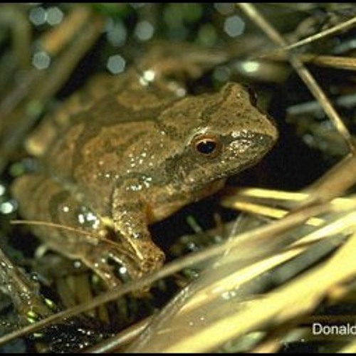 Stream Pseudacris Crucifer by uOttawa NatureWatch Listen online for