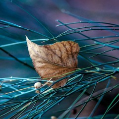 Malayalam Quran 110 النصر An Nasr Divine SupportMedinan Translation   Paribhasha)