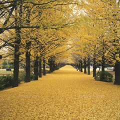 Autumn Leaf(Demo Song)