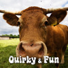 Cow Juice - Beatsuite.com Music Library