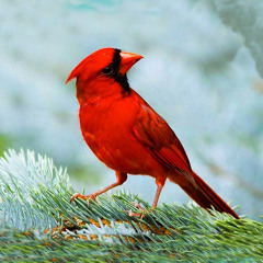 DUART E NATALISE ® Recited by author K. P. Traboini