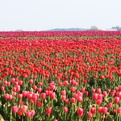 Raspberry Tulips