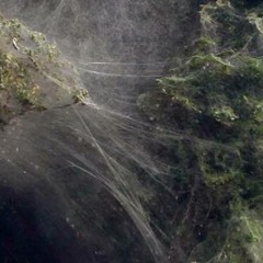 Spiderwebs