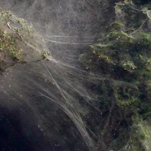 Spiderwebs