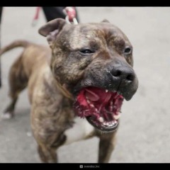 The Hatred Of A Dog (2012)