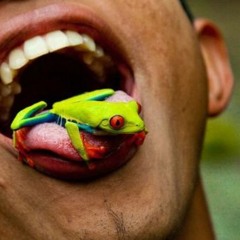 Amanitaceae - Acid Frogs (In Space)