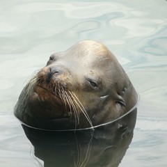 jjice Fish Drunk In Love