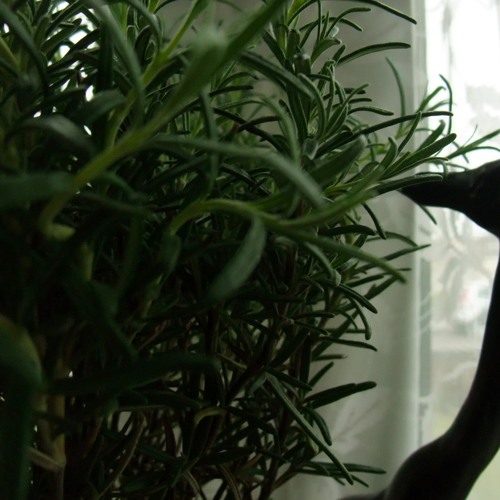 Overgrown.