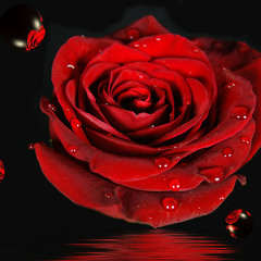 Chris De Burgh - The Lady In Red (Cover) The Harmonies Dude