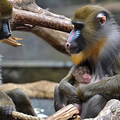 little homesession- Set .( Rafiki ).WAV