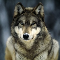 Tender Moments(Produced By LoneWolf)