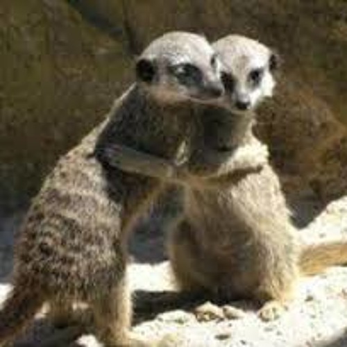 Stream Hammersmith Palais (Demolition 23 Cover) by Echo Patrol Listen