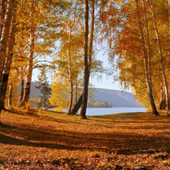 Autumn Pulse