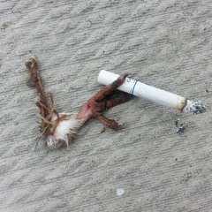 Jack Daniels - To The Beer Gods (Original Song)