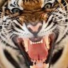 Ten Tonne Tiger Playing God