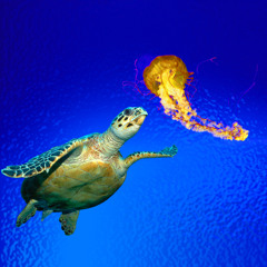 La Tortue Et La Meduse