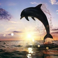 dream