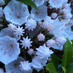 the Cure ::: the Perfect boy